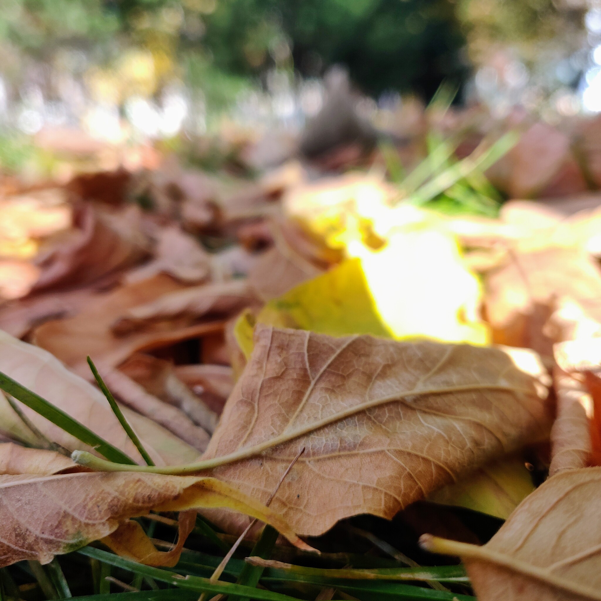 Teplok - My, Novosibirsk, Autumn, Pervomaisky Square, Leaves, Longpost