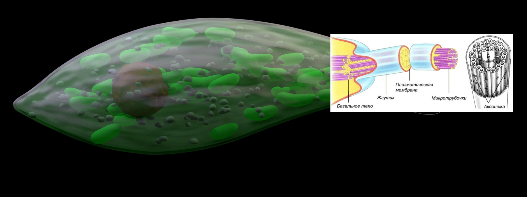 Unicellular with a whip. A little about flagellates - My, Biology, Nauchpop, The science, Scientists, Longpost, Youtube