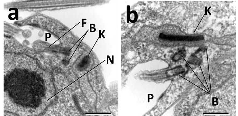 Unicellular with a whip. A little about flagellates - My, Biology, Nauchpop, The science, Scientists, Longpost, Youtube