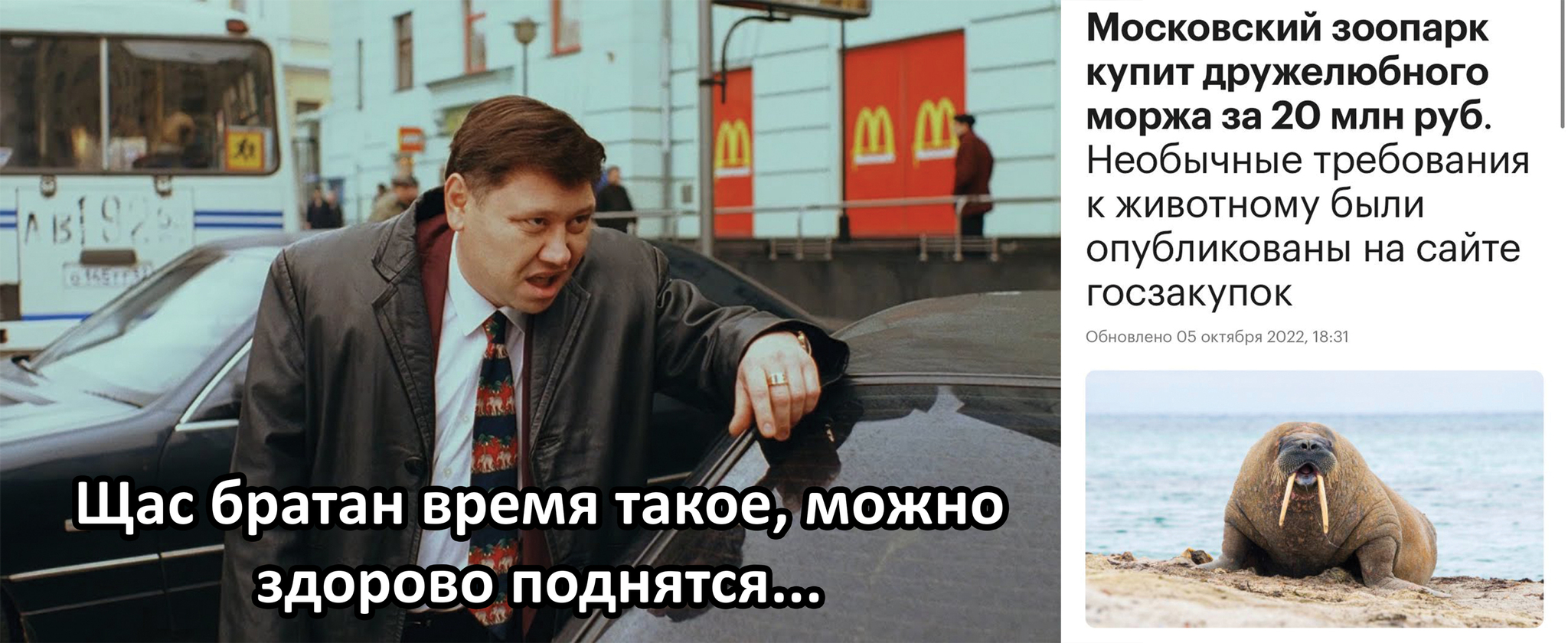 How to get up? - Memes, Zoo, Animals, Government purchases, Zhmurki, Walruses