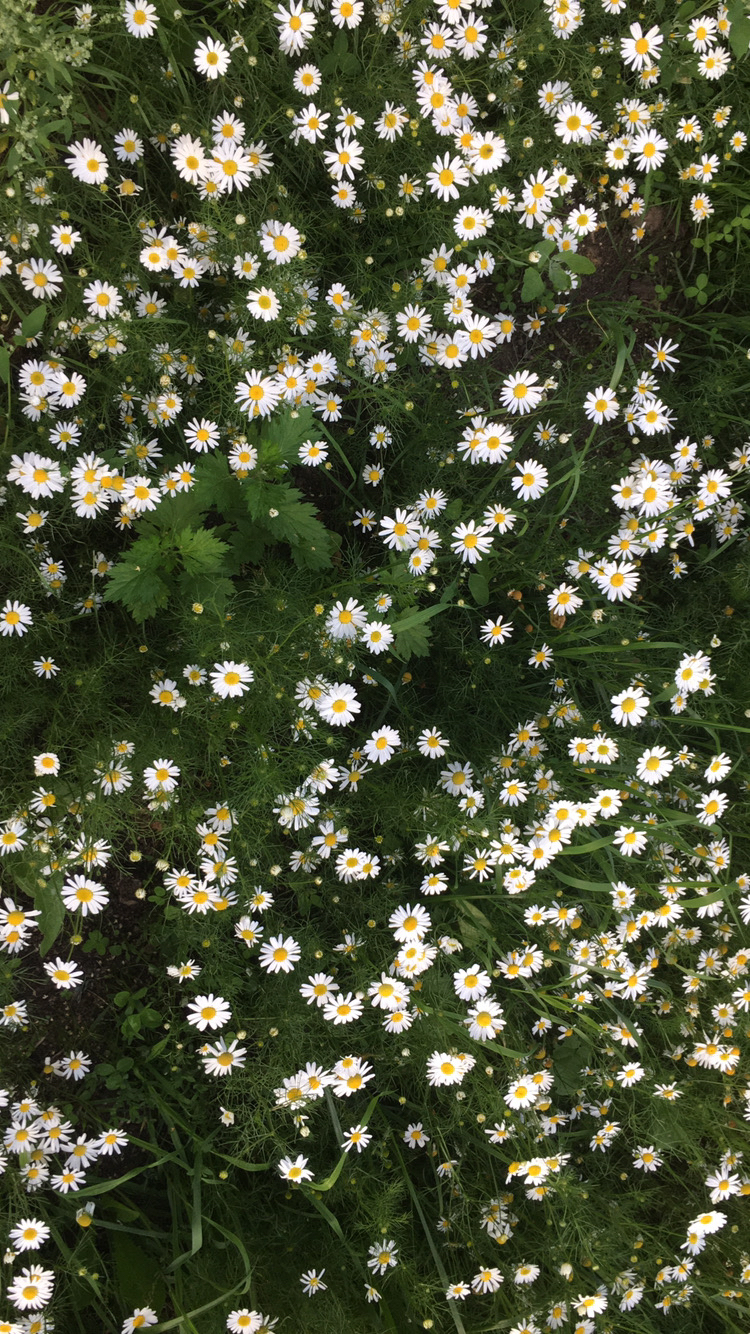 Daisies in your feed - My, City walk, Chamomile, The photo