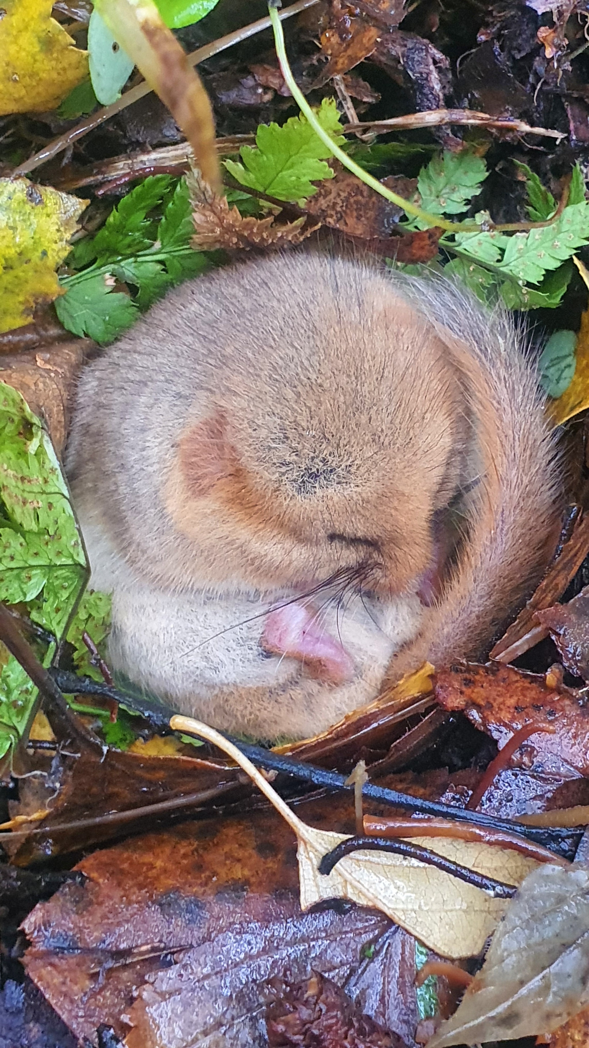 Small-sized furs - My, Forest, Rodents, Milota, wildlife, Longpost