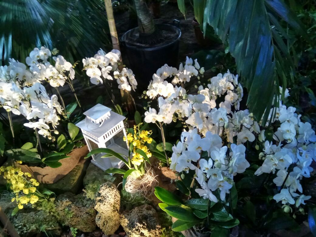 Botanical Garden - My, Plants, Botanical Garden, Mobile photography