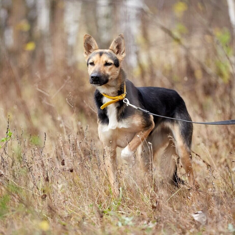 Jackie. Graceful, thin girl with a fiery character - My, Dog, Dog days, Shelter, Animal shelter, Animal Rescue, Help, Helping animals, Milota, In good hands, No rating, Moscow region, Moscow, Longpost