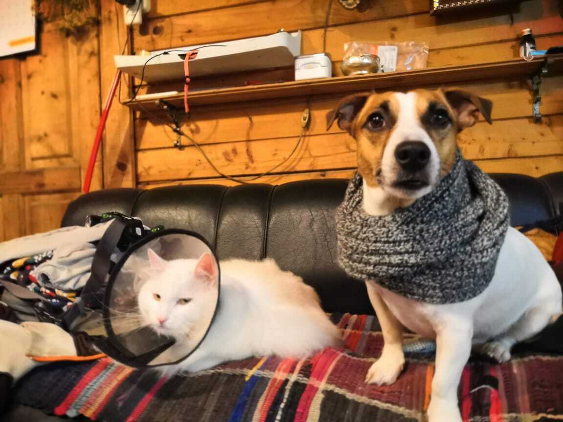 Ostap Bender and Kisa Vorobyaninov - My, Jack Russell Terrier, cat, Cats and dogs together, Dacha, Dog