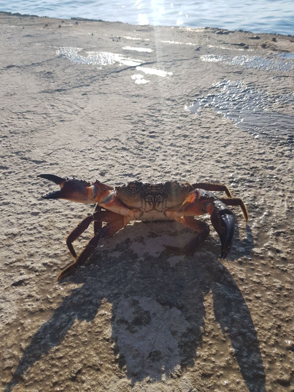 Crab in Limanchik - My, Crab, Limanchik, Kindness, Longpost