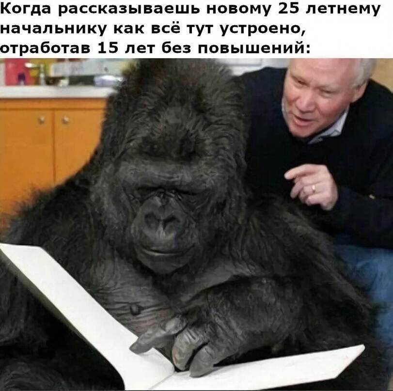 Hm... - Picture with text, Gorilla, Work, Bosses