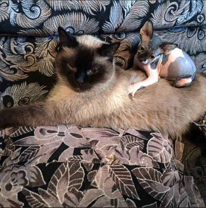 Friendship heals! - My, friendship, Siamese cat, Sphinx, Canadian sphinx, cat