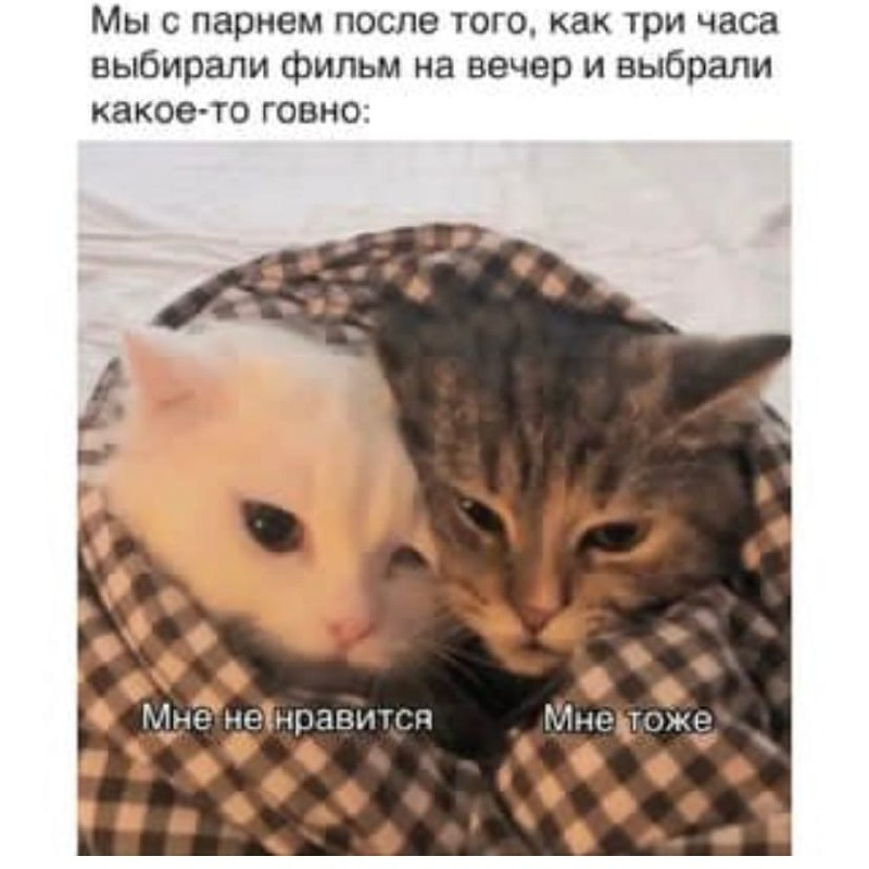 Мем - Юмор, Мемы, Кот, Картинка с текстом