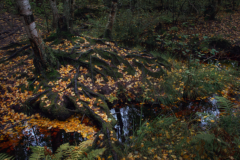 Sestroretsk swamp - My, Forest, Swamp, Reserves and sanctuaries, The photo, Friday tag is mine, Longpost, The nature of Russia