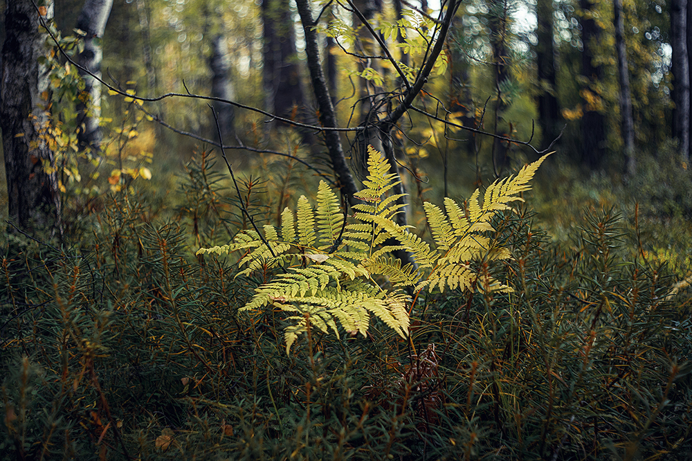 Sestroretsk swamp - My, Forest, Swamp, Reserves and sanctuaries, The photo, Friday tag is mine, Longpost, The nature of Russia