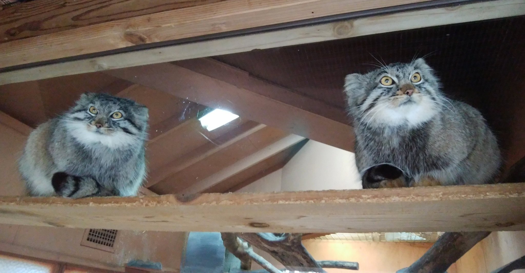 Sparrows :3 - Pallas' cat, Pet the cat, Cat family, Small cats