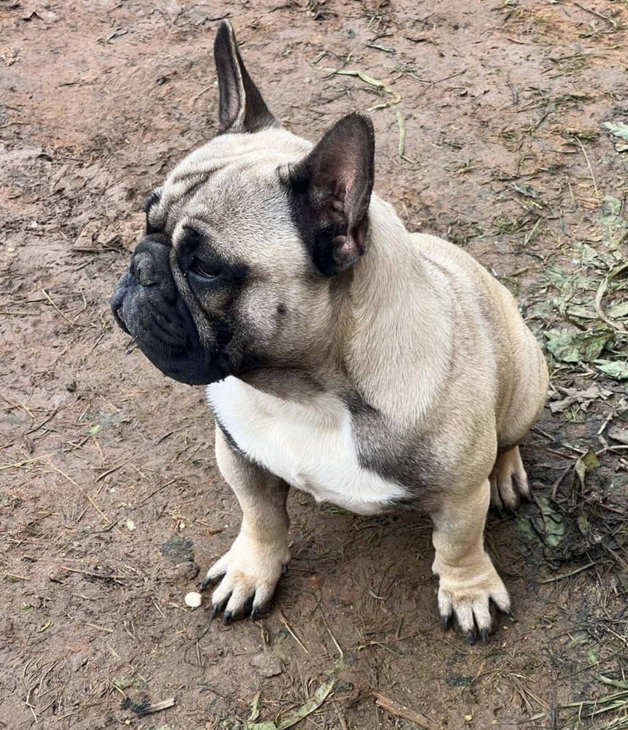 French bulldog looking for a home, Moscow and Moscow region - My, In good hands, Dog, French Bulldog, Moscow, No rating, Longpost