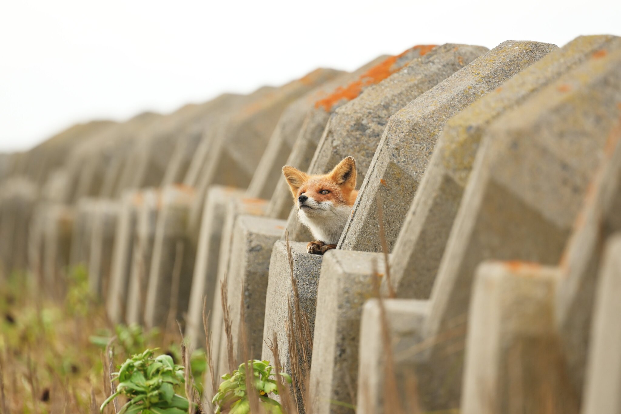 Redhead and curious - The photo, Animals, Fox