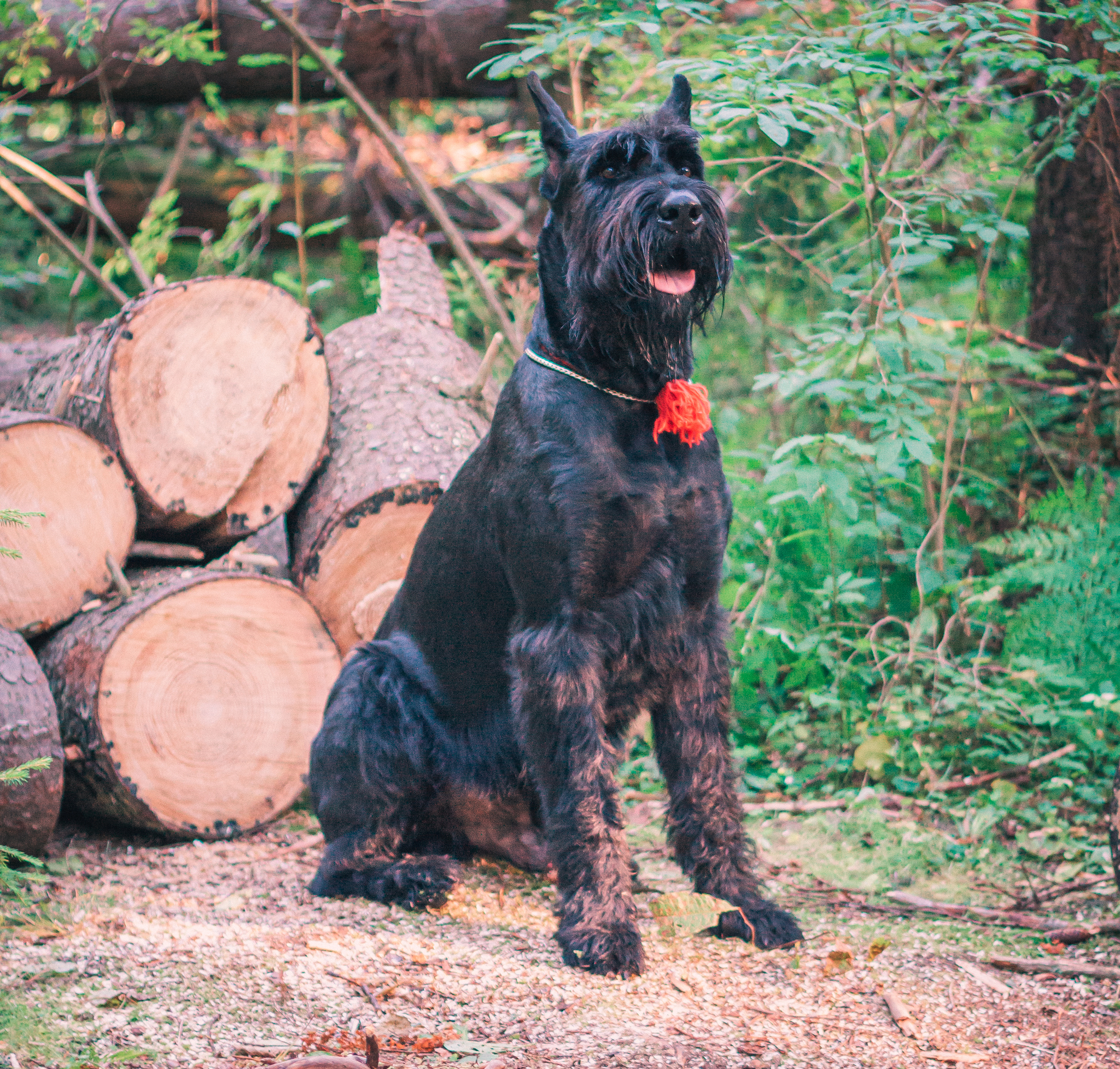 Riesen - My, Dog, Pets, Giant schnauzer, Walk