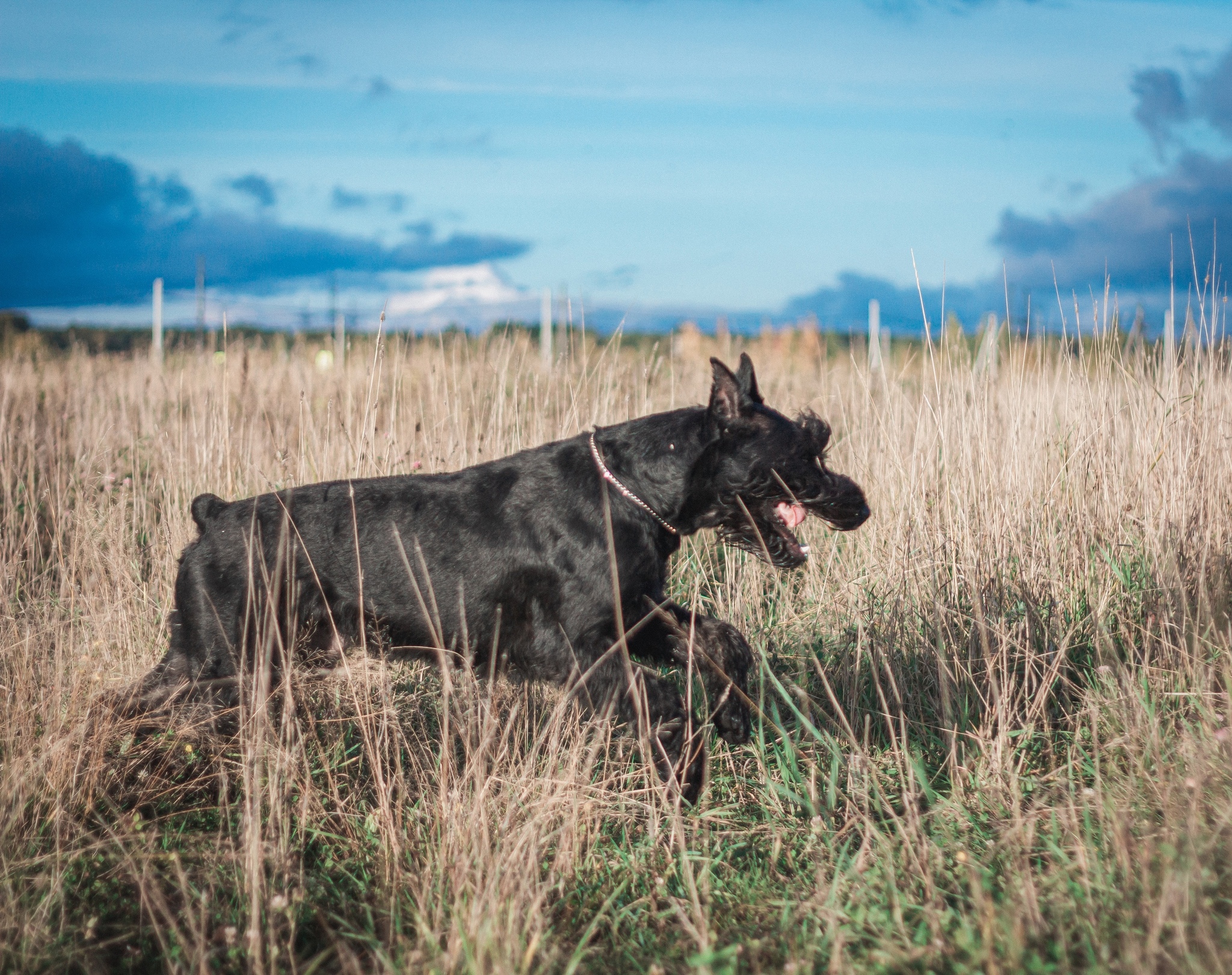 Riesen - My, Dog, Pets, Giant schnauzer, Walk