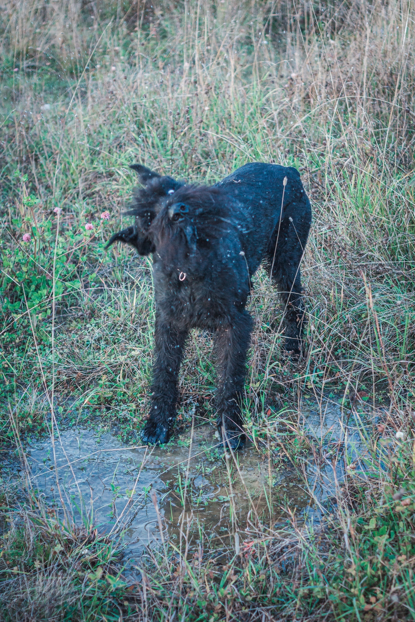 Riesen - My, Dog, Pets, Giant schnauzer, Walk