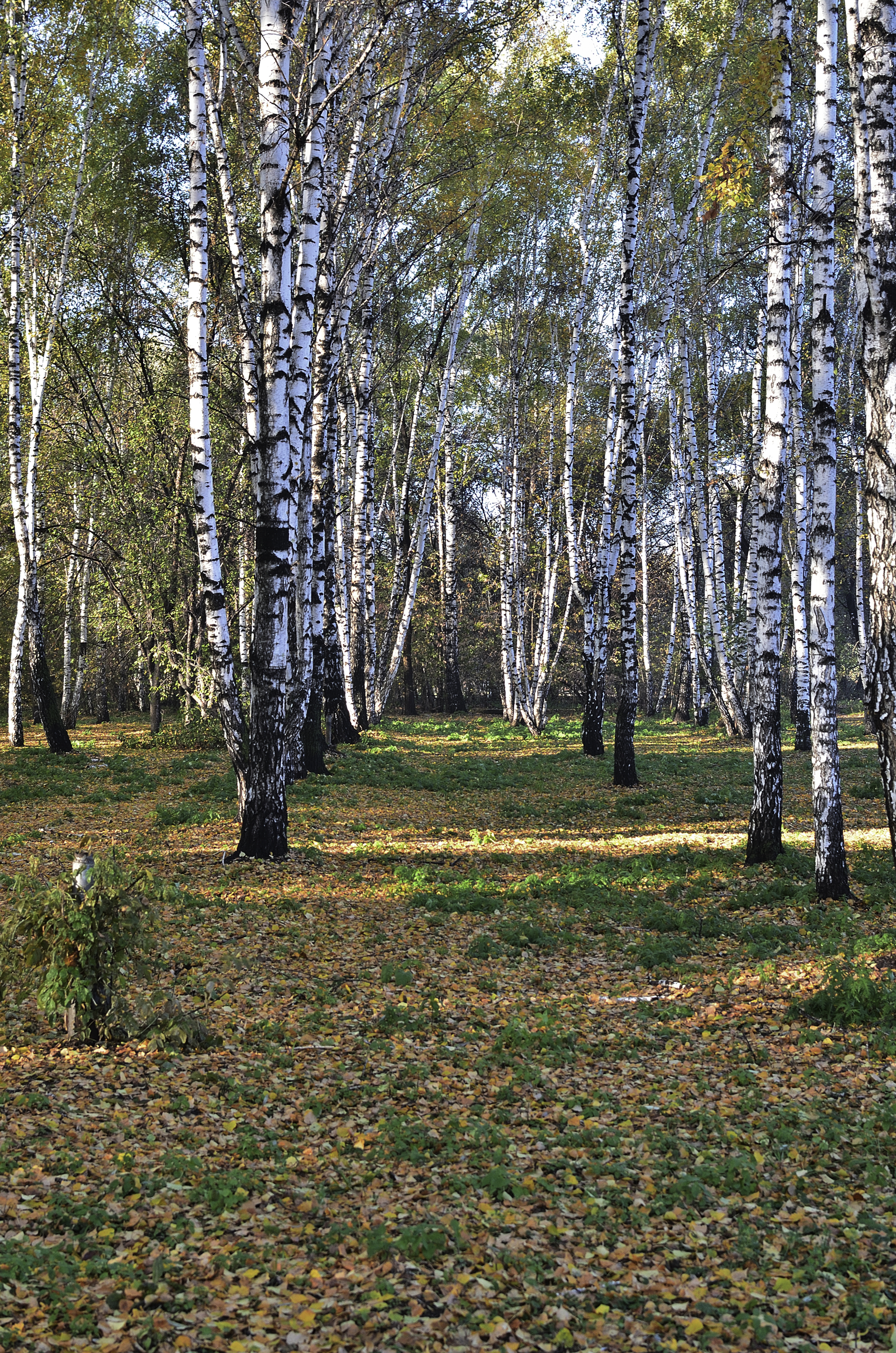 Morning in the birch alley - My, Krasnoyarsk region, Shushenskoye, The photo, Autumn, Birch, Longpost