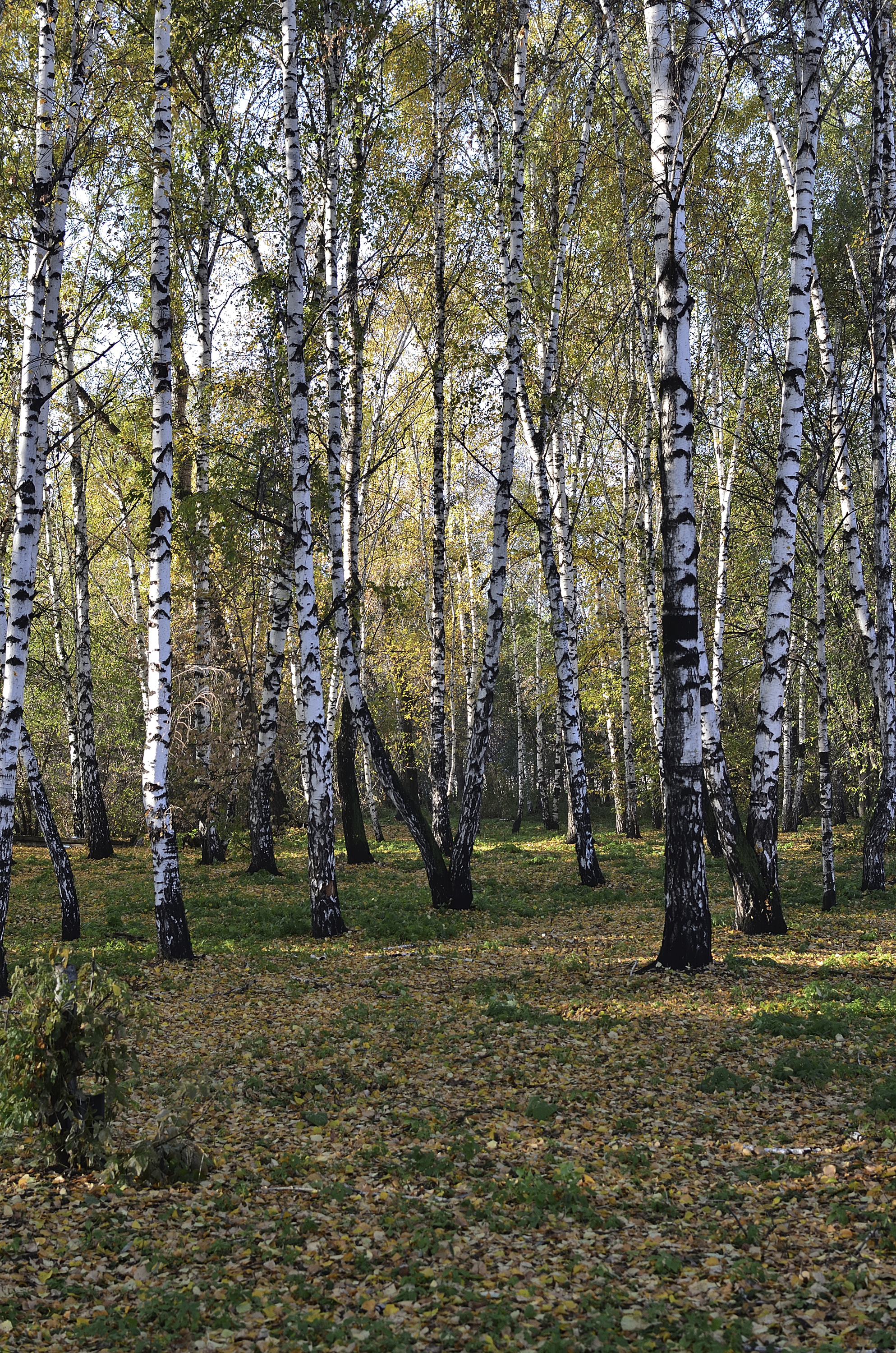 Morning in the birch alley - My, Krasnoyarsk region, Shushenskoye, The photo, Autumn, Birch, Longpost