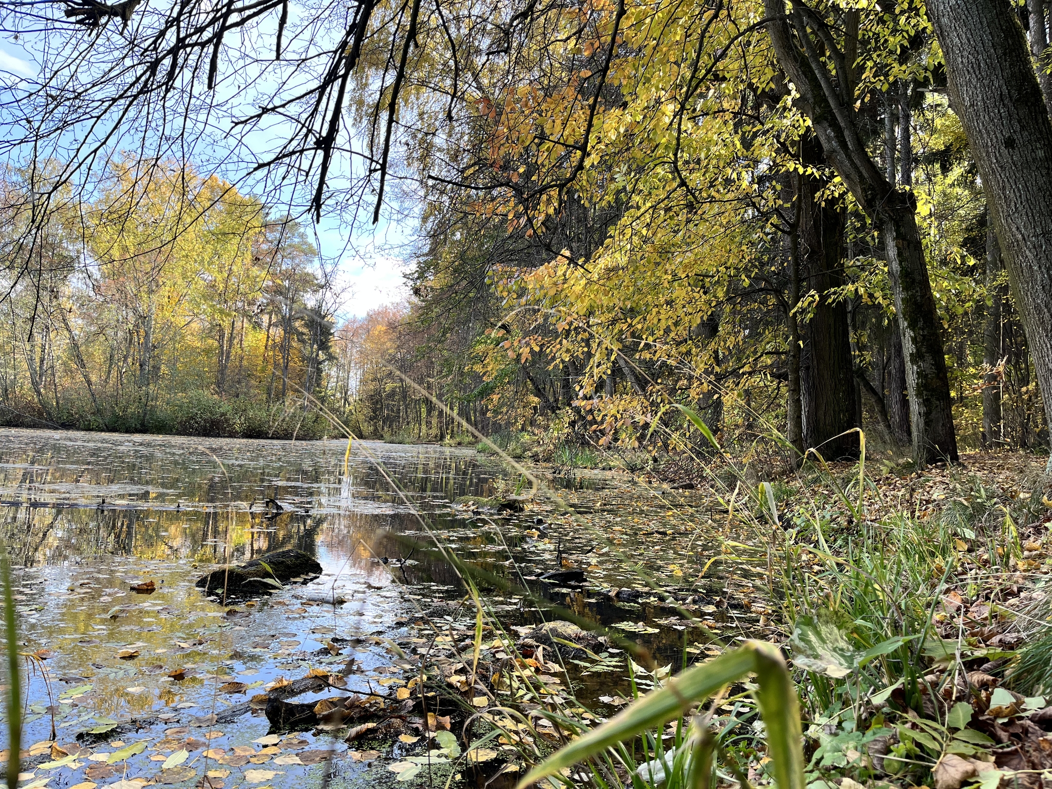 Autumn on the klyazma - My, Mobile photography, Moscow region, Klyazma, Longpost