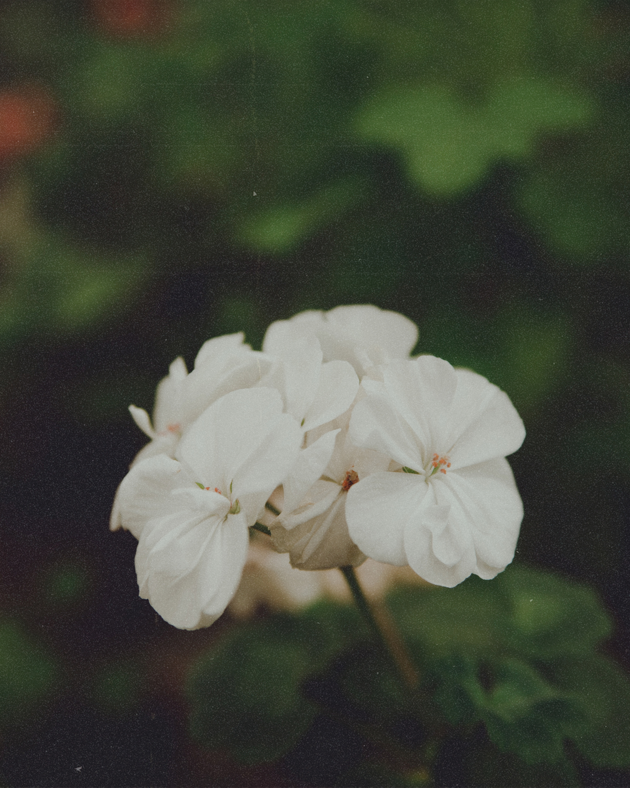 Angelica - My, The photo, Chelyabinsk, Nikon, Greenhouse, Longpost