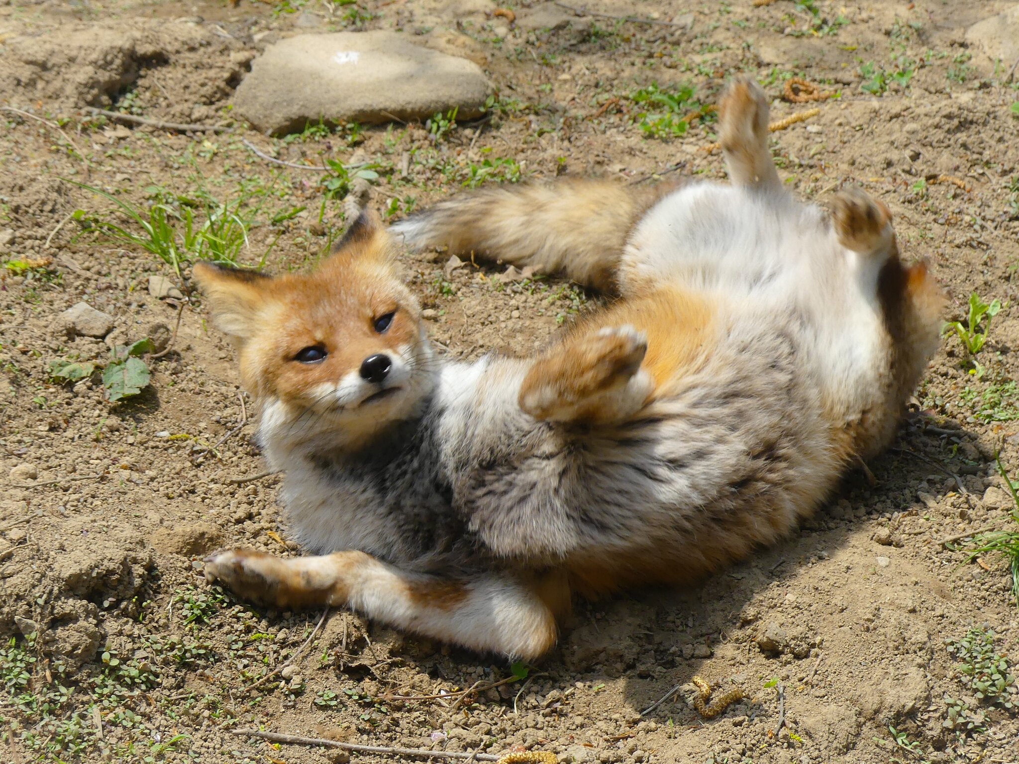 Draw me like one of your french girls - Fox, Milota, Canines, Animals, Wild animals, The photo