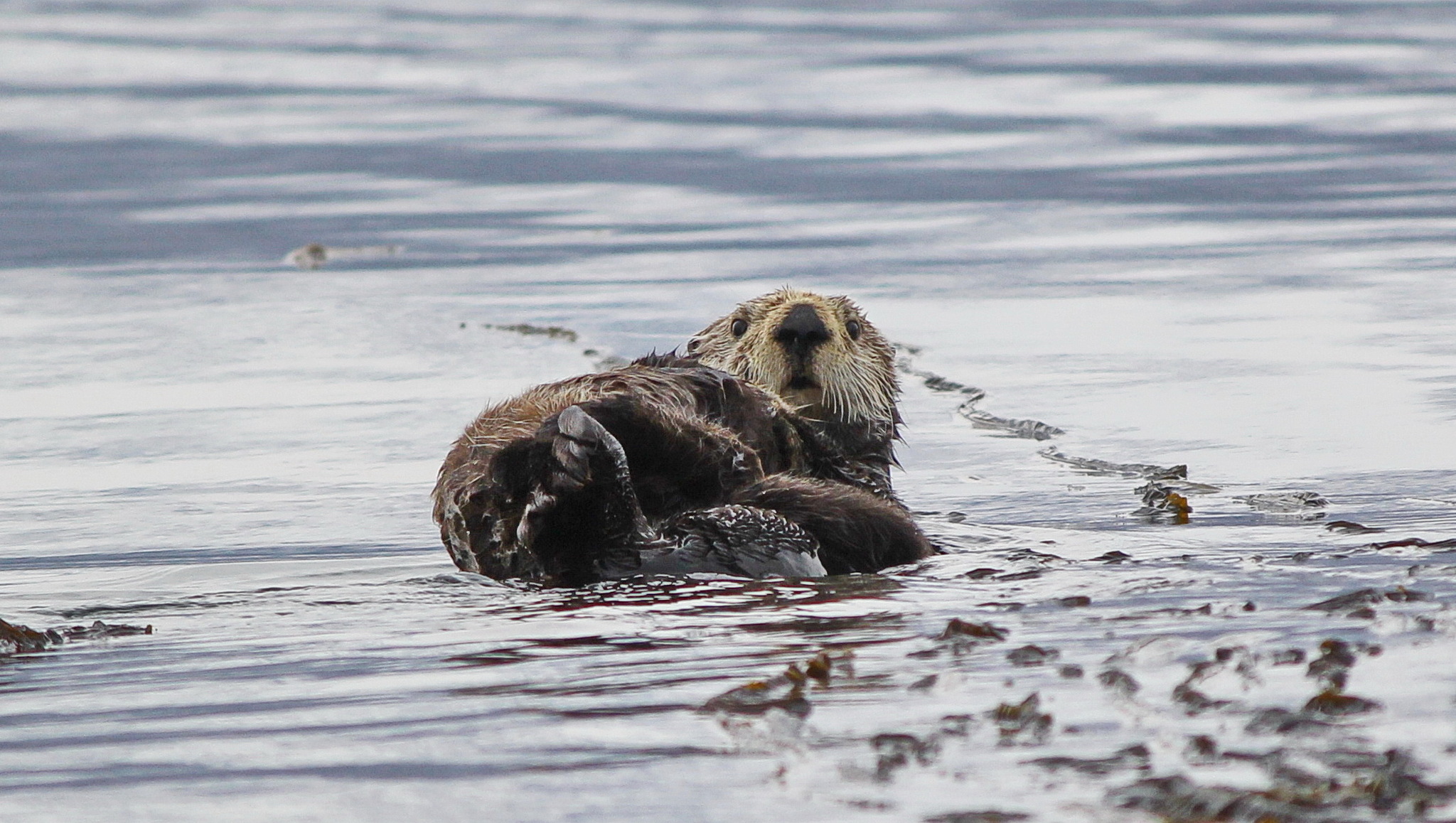 Otter gets high on vacation - Milota, Otter, Animals, The photo, Paws, River, Sea, Images, Water