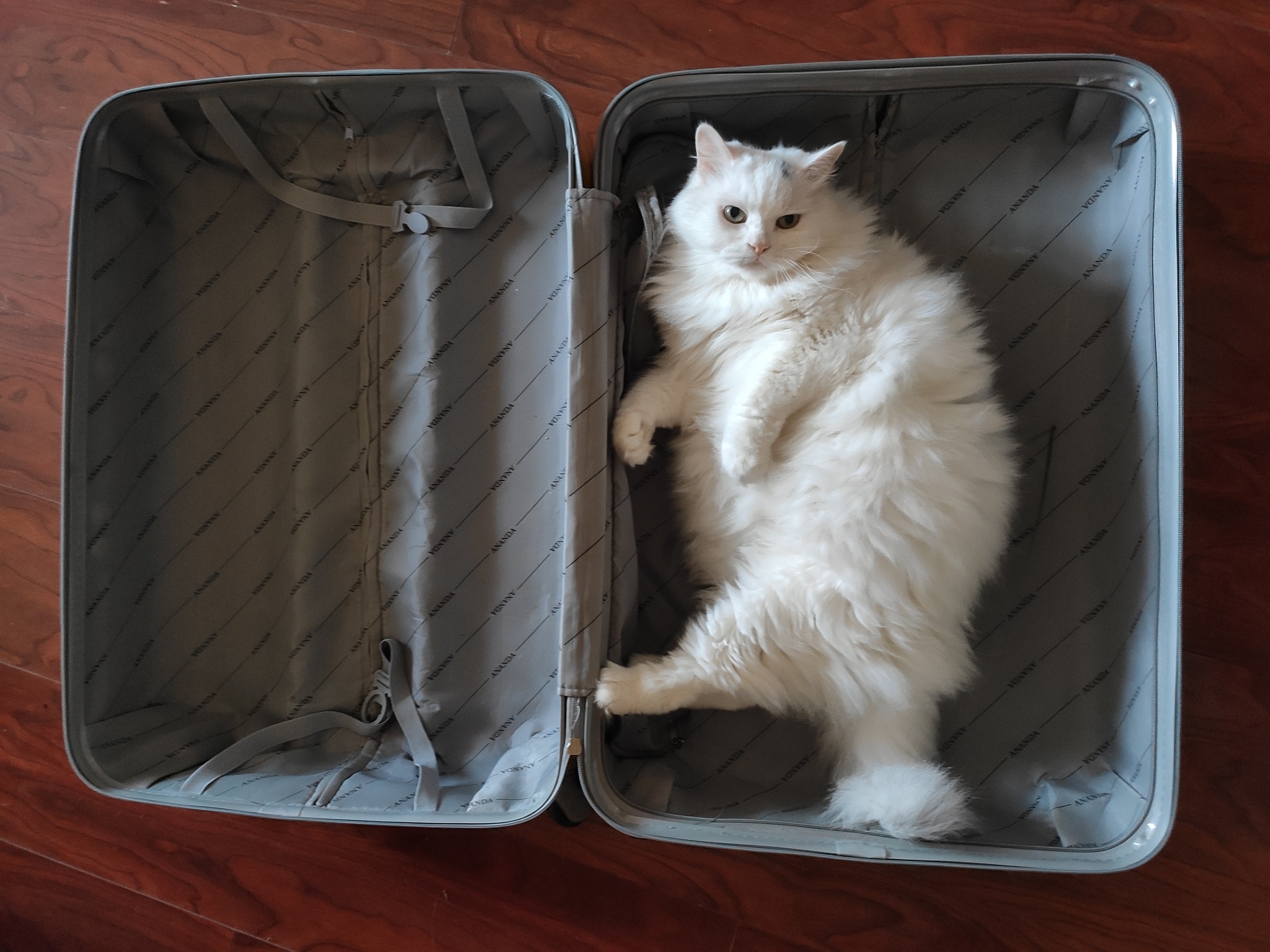 Only the Essentials - My, cat, Fat cats, Suitcase, Pets