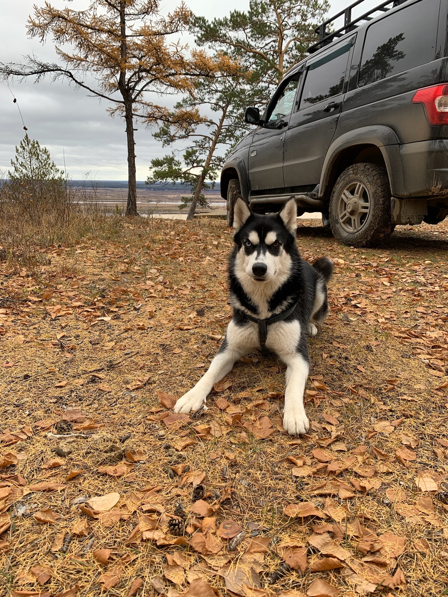 Walked, tired - My, Husky, Dog, Forest, UAZ, Longpost, The photo