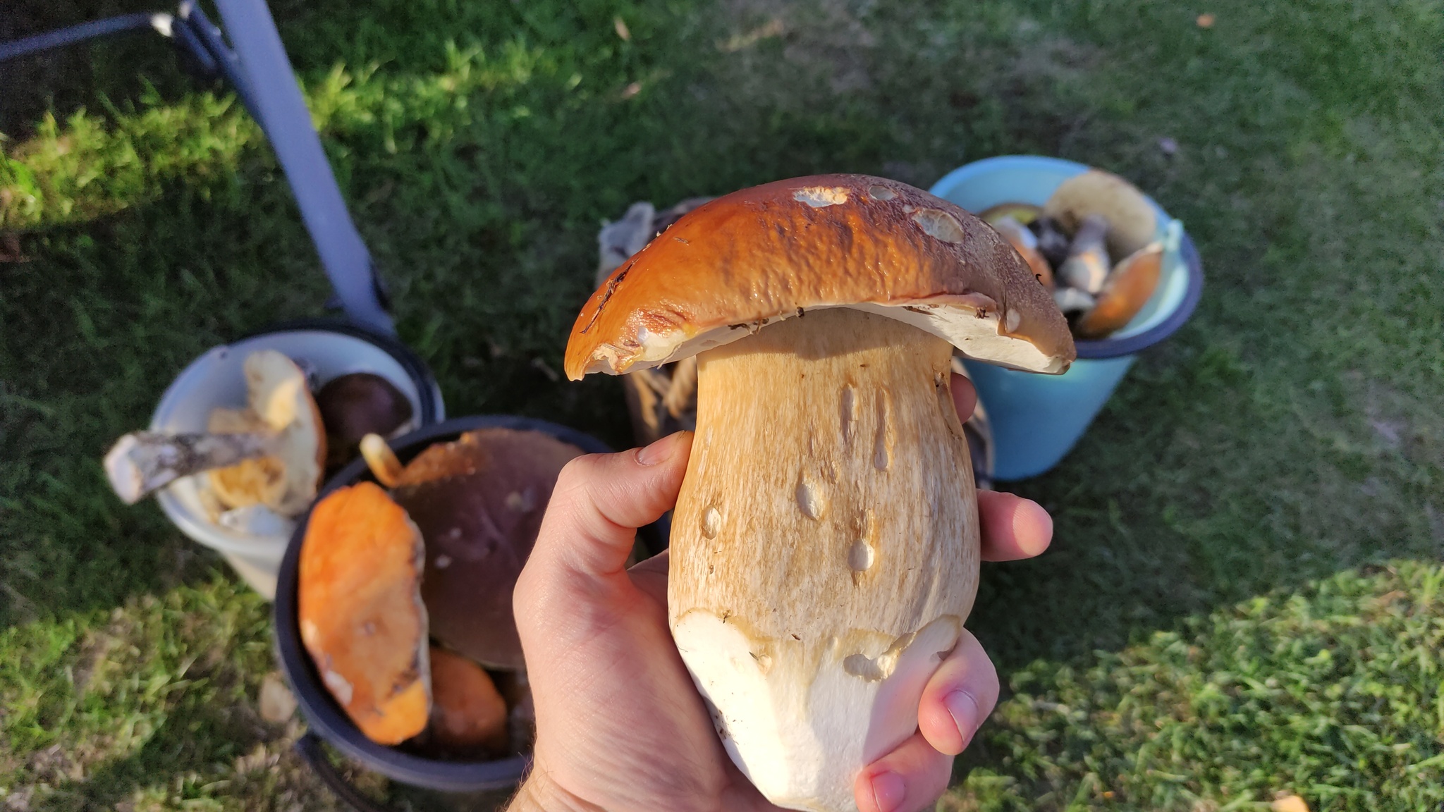 mushrooms - My, Mushrooms, Forest, Longpost
