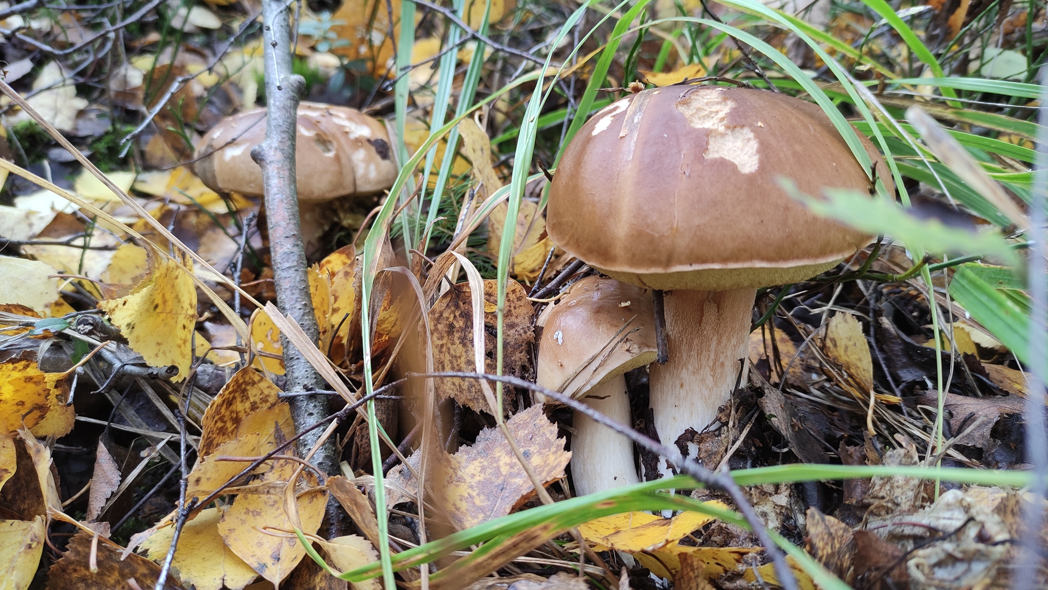 mushrooms - My, Mushrooms, Forest, Longpost