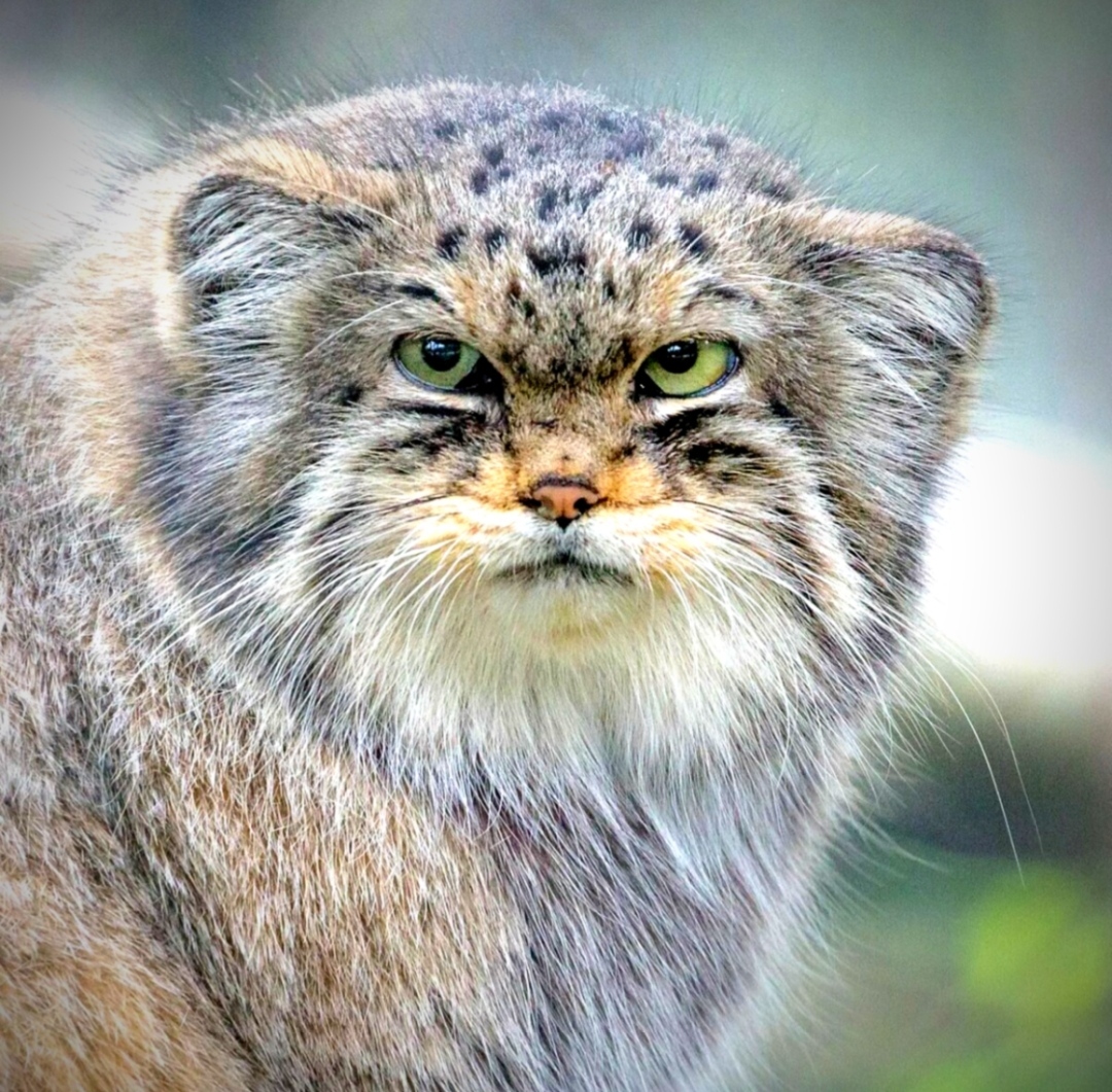 Those eyes are opposite... - Pallas' cat, Pet the cat, Cat family, Fluffy, Milota