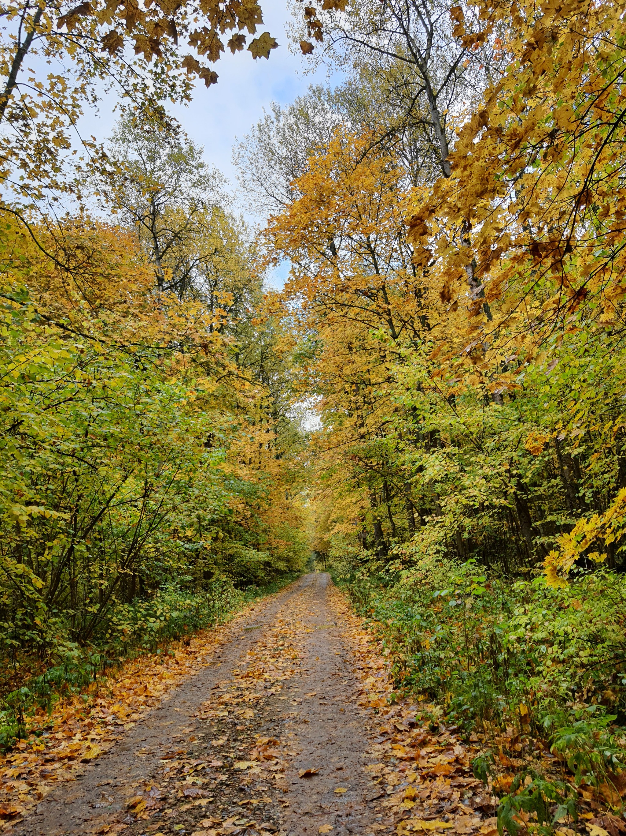 motley path - The photo, Road, Autumn leaves, Leaf fall, My
