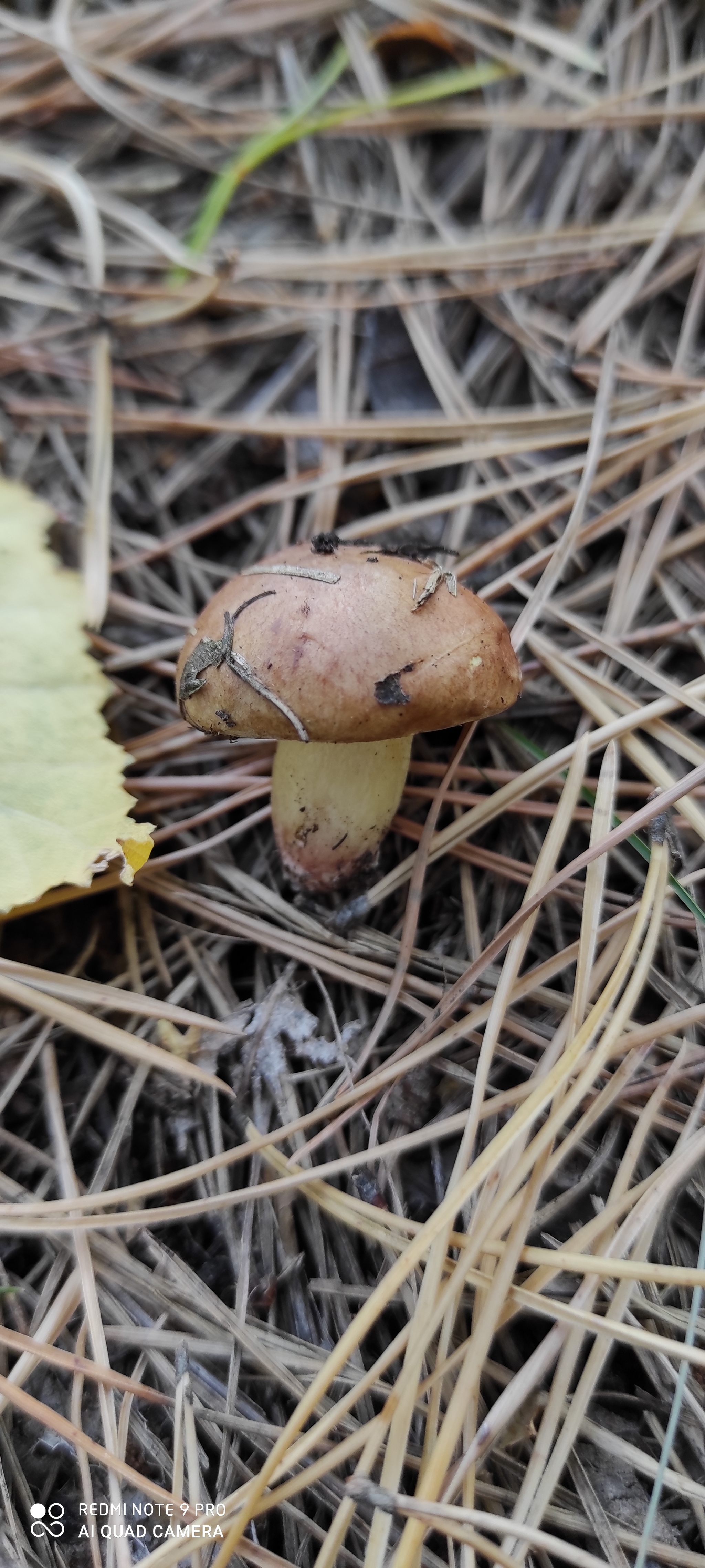 More mushrooms - My, Mushrooms, The photo, Autumn, Longpost