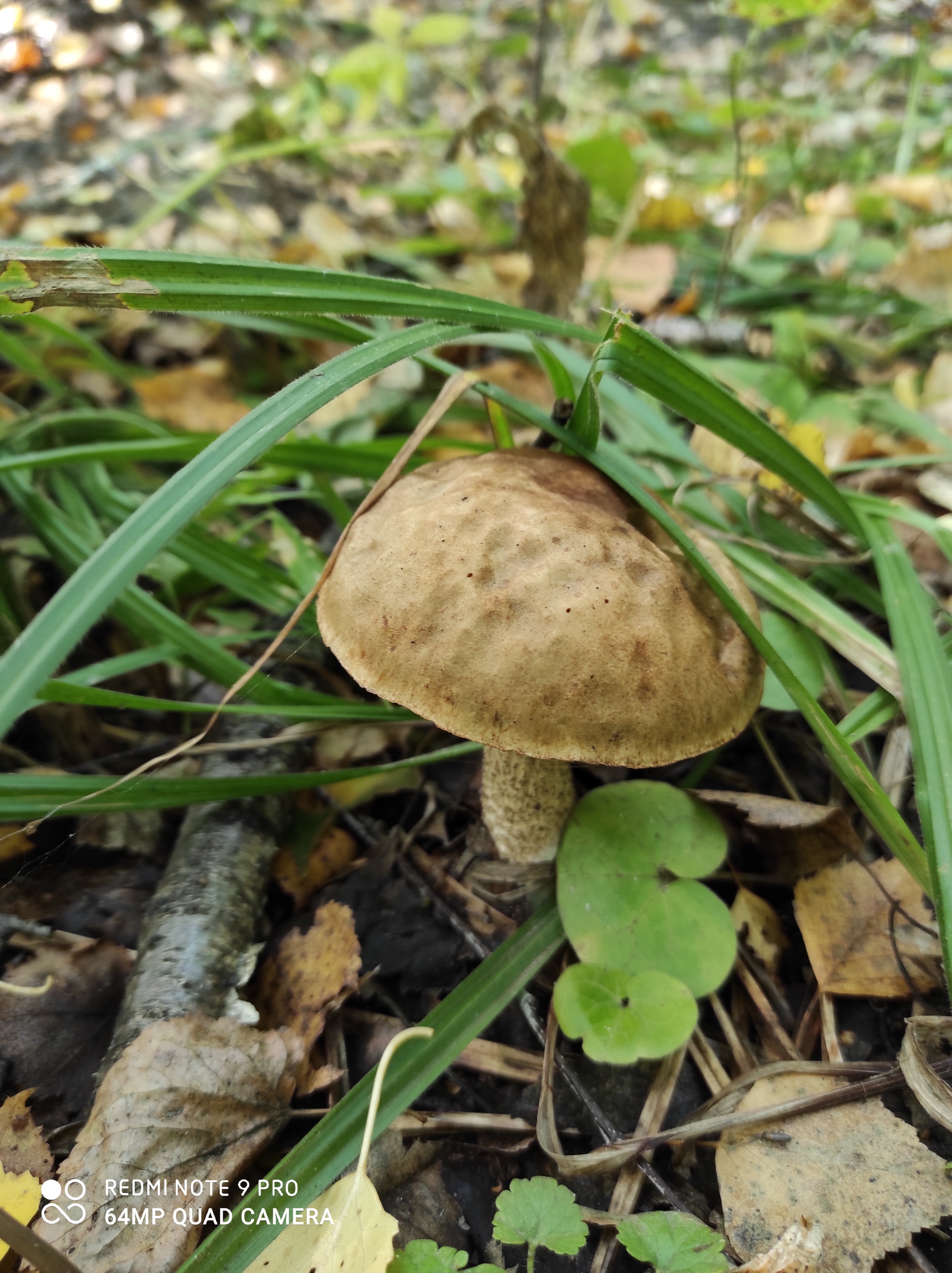 More mushrooms - My, Mushrooms, The photo, Autumn, Longpost