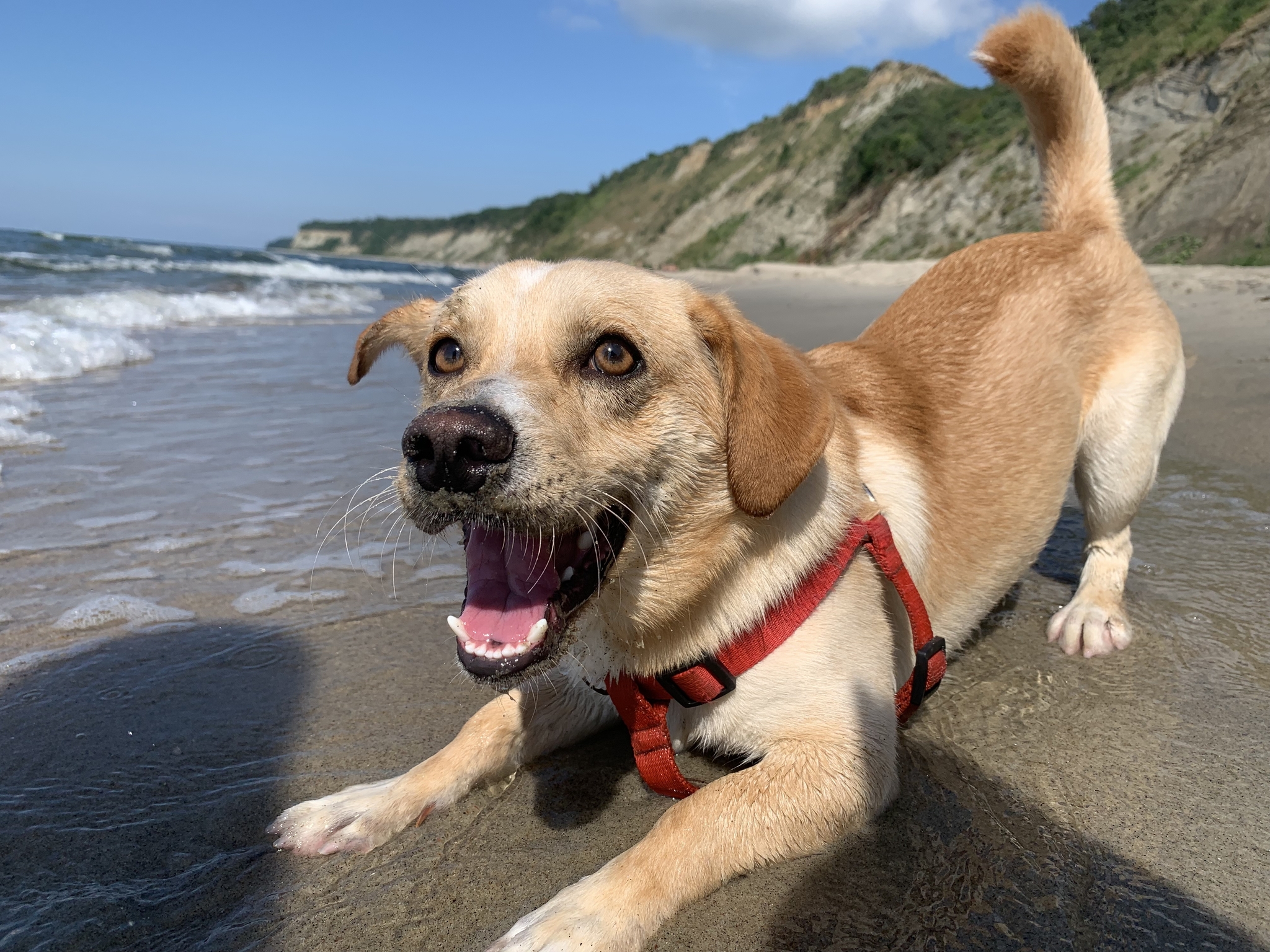 Summer - My, Dog, The photo, Positive