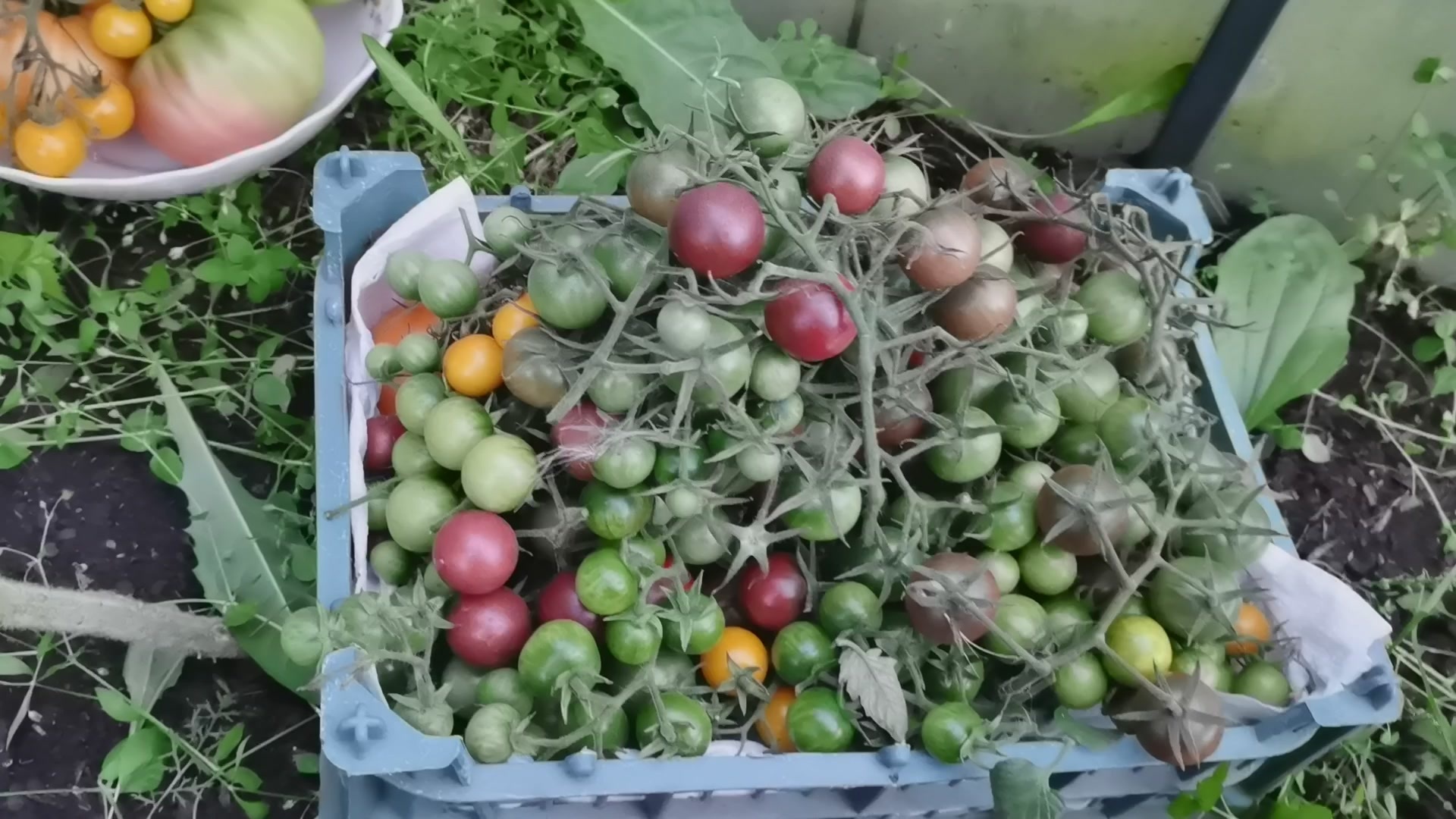 The tomato has grown from gulkin's nose. Modest tomato harvest 2022