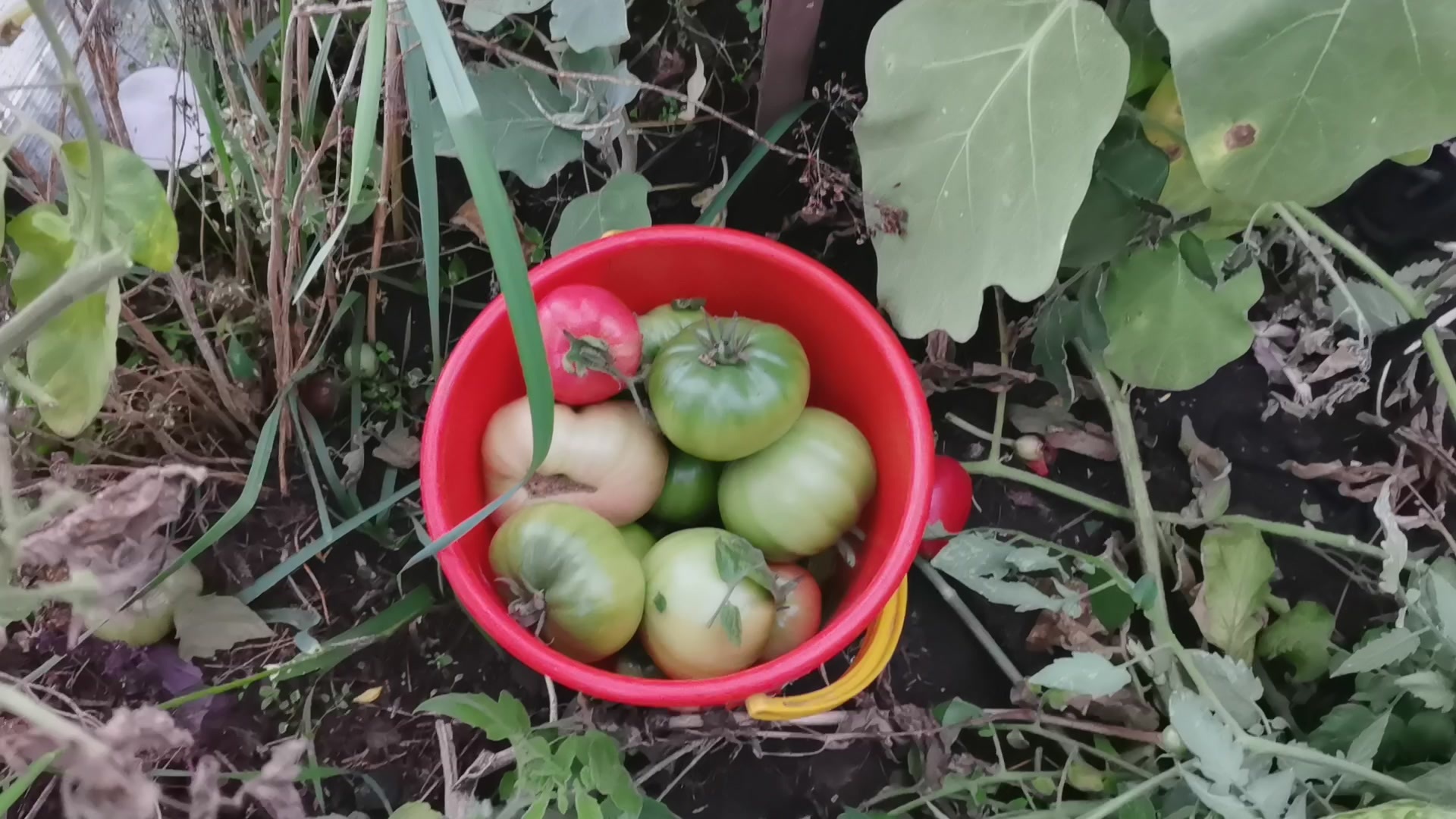 The tomato has grown from gulkin's nose. Modest tomato harvest 2022