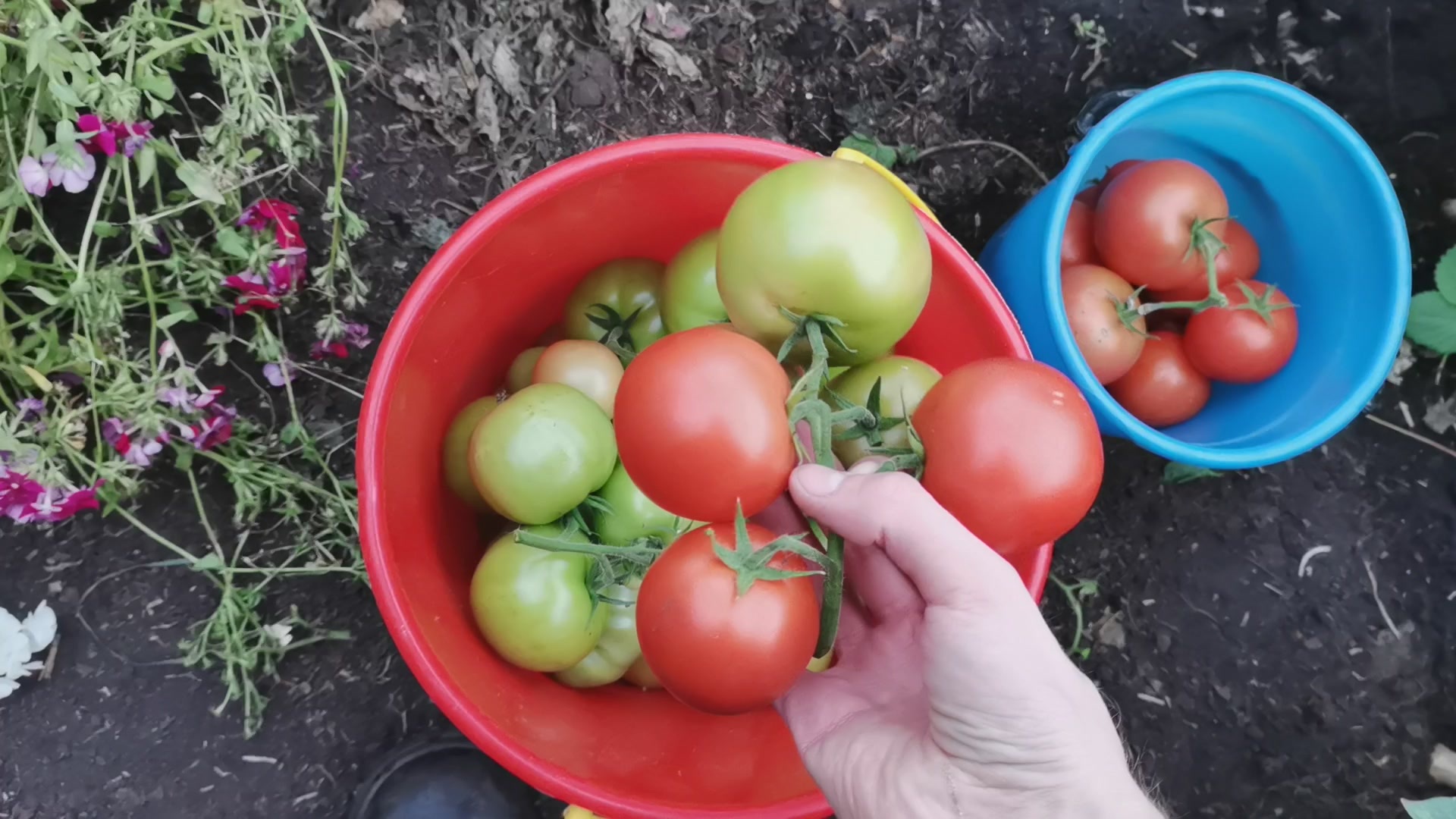 The tomato has grown from gulkin's nose. Modest tomato harvest 2022