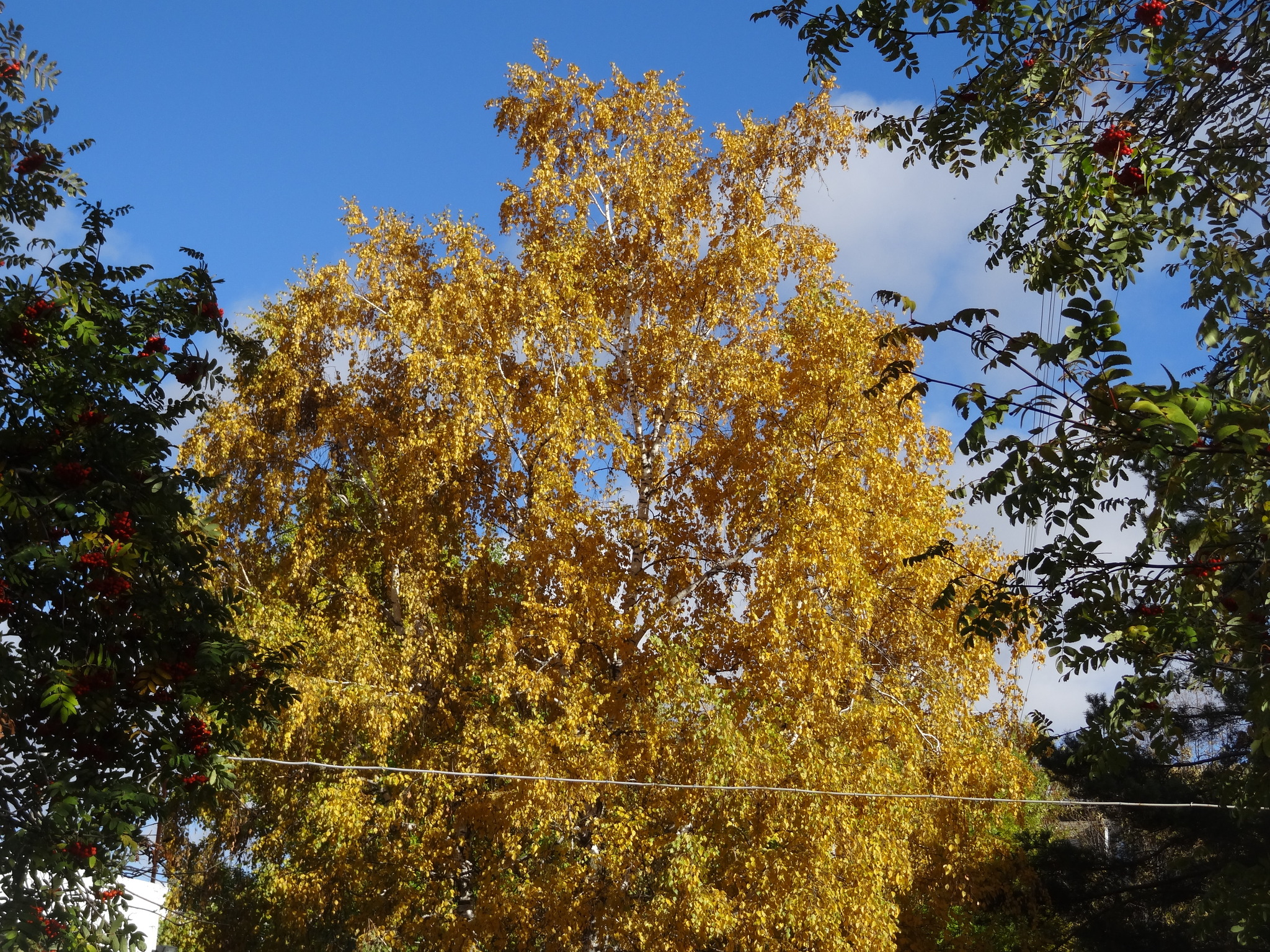 The city of ufa .sunset 08 10 2022. autumn colors - My, Bashkortostan, Blog, Southern Urals, The nature of Russia, The sun, Sky, Evening, Clouds, Bloggers, Autumn, Sunset, River, Weather, Climate, Birch, Rowan, Video, Longpost