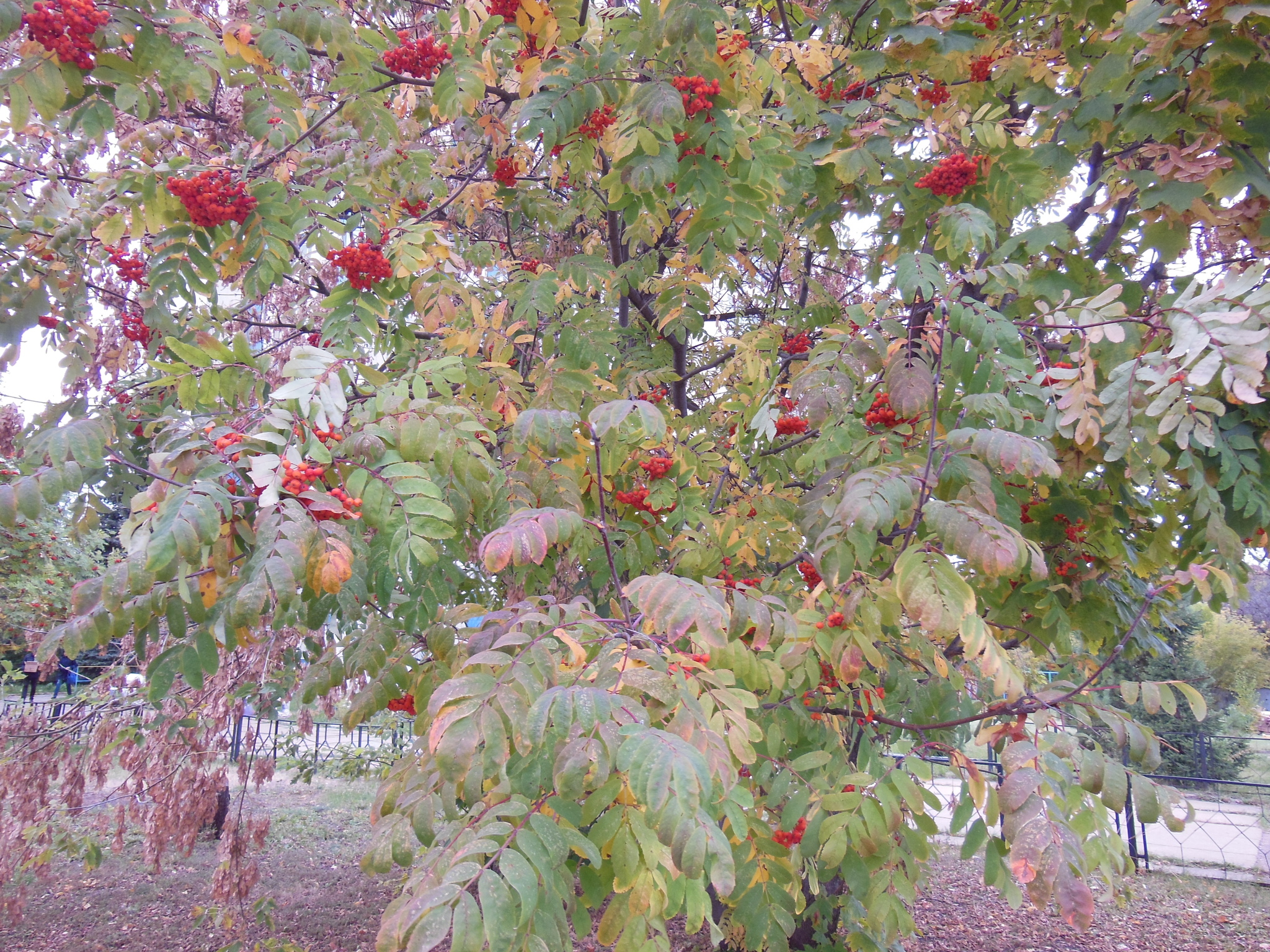 The city of ufa .sunset 08 10 2022. autumn colors - My, Bashkortostan, Blog, Southern Urals, The nature of Russia, The sun, Sky, Evening, Clouds, Bloggers, Autumn, Sunset, River, Weather, Climate, Birch, Rowan, Video, Longpost