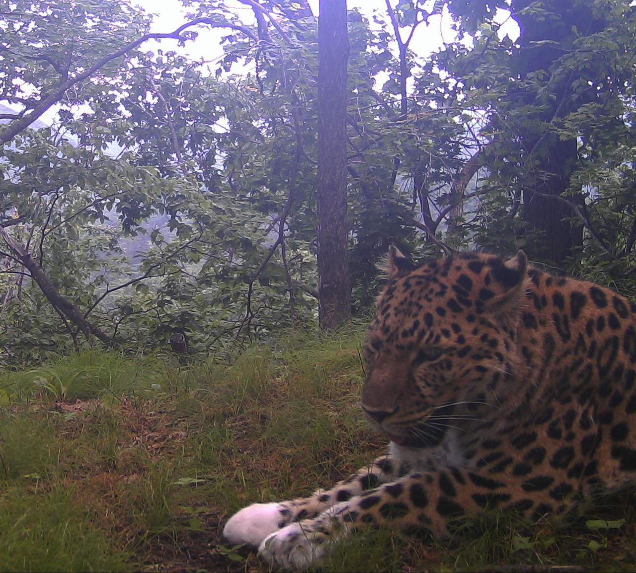 Unsurpassed and beautiful Valera! - Far Eastern leopard, Valera, National park, beauty, The photo, Phototrap, Protection of Nature, Primorsky Krai, Big cats, Milota, Predatory animals, wildlife, Wild animals, Cat family, Longpost