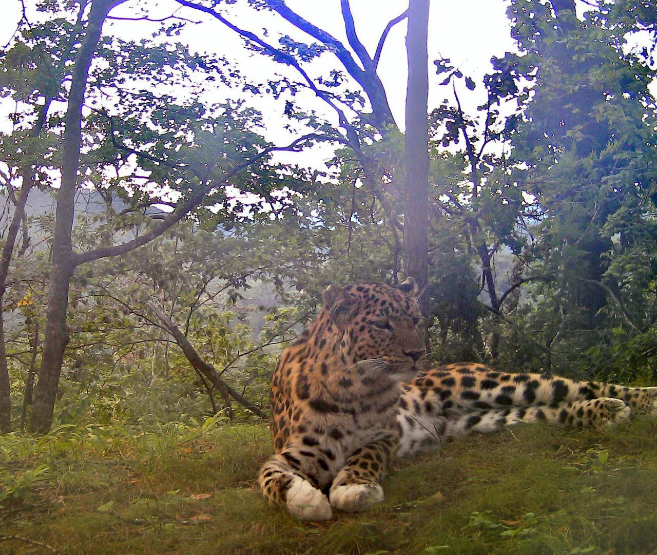 Unsurpassed and beautiful Valera! - Far Eastern leopard, Valera, National park, beauty, The photo, Phototrap, Protection of Nature, Primorsky Krai, Big cats, Milota, Predatory animals, wildlife, Wild animals, Cat family, Longpost