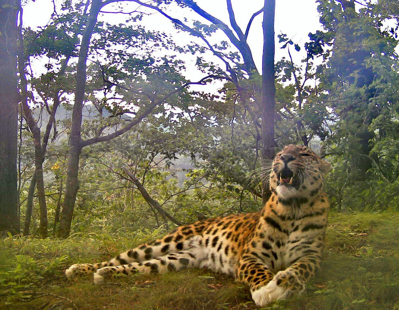 Unsurpassed and beautiful Valera! - Far Eastern leopard, Valera, National park, beauty, The photo, Phototrap, Protection of Nature, Primorsky Krai, Big cats, Milota, Predatory animals, wildlife, Wild animals, Cat family, Longpost