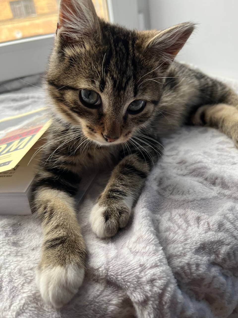 Greetings from home from little Gizmo, whom I found under the ramp of the loading area in early September - My, Saint Petersburg, Leningrad region, Reply to post, Animal Rescue, Helping animals, Found a home, cat, Video, Vertical video