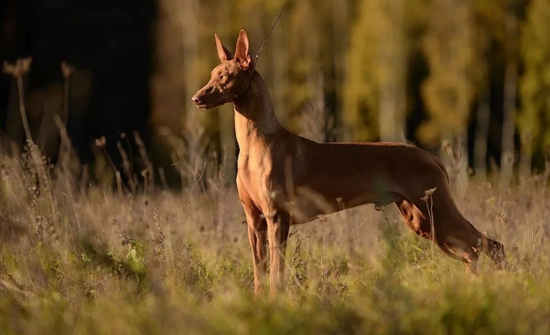 Pharaoh Hound: It used to be considered the oldest breed of dog. But it turned out that it arose quite recently. How did it happen? - Pharaoh's Dog, Dog, Animal book, Yandex Zen