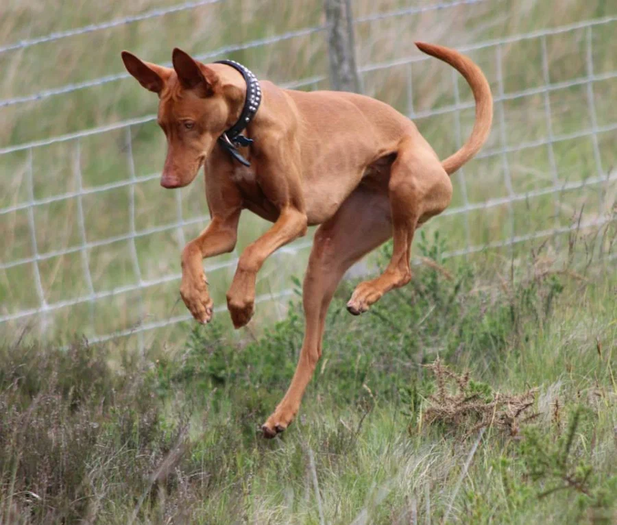 Pharaoh Hound: It used to be considered the oldest breed of dog. But it turned out that it arose quite recently. How did it happen? - Pharaoh's Dog, Dog, Animal book, Yandex Zen