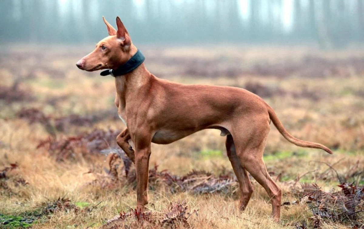 Pharaoh Hound: It used to be considered the oldest breed of dog. But it turned out that it arose quite recently. How did it happen? - Pharaoh's Dog, Dog, Animal book, Yandex Zen