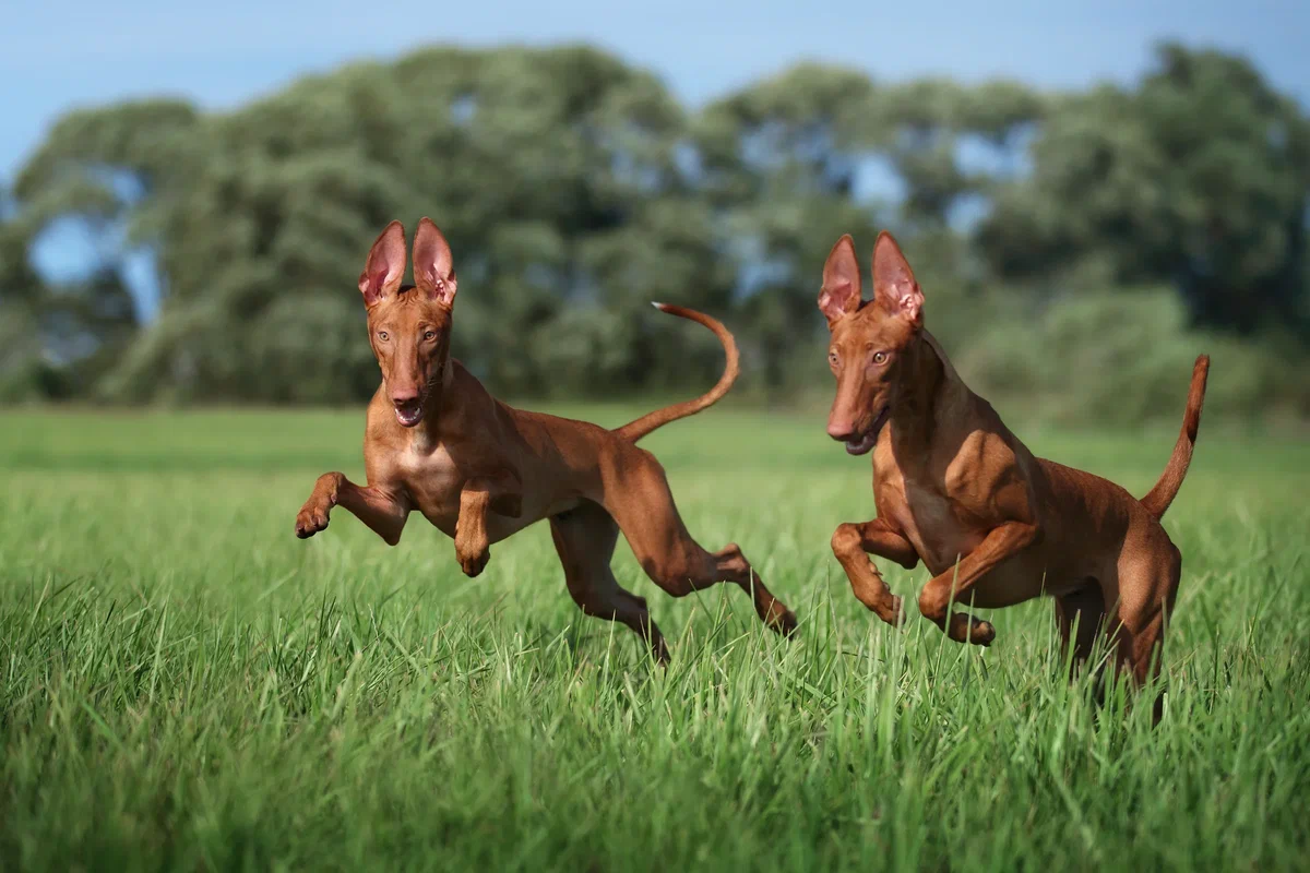 Pharaoh Hound: It used to be considered the oldest breed of dog. But it turned out that it arose quite recently. How did it happen? - Pharaoh's Dog, Dog, Animal book, Yandex Zen