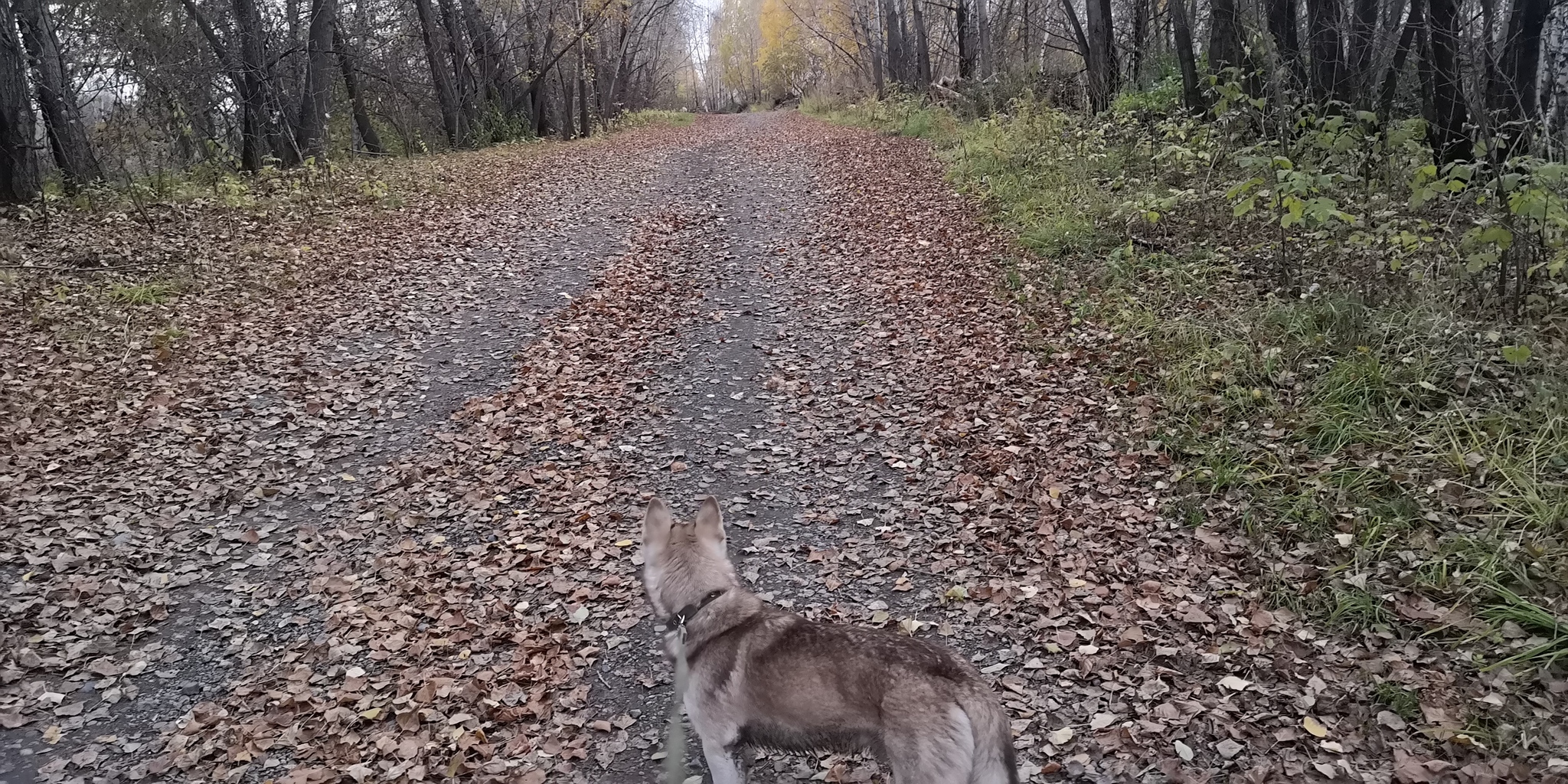 Golden Autumn (Part 2) - My, friendship, Friends, Happiness, Joy, Mood, Friend, Weekend, Relaxation, Emotions, Dog days, Forest, The photo, Siberia, Nature, Walk, Autumn, Video, Longpost